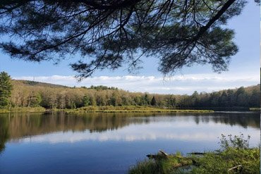 stokes state forest 1